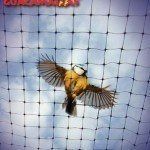 [CAB32] MALLA (RED) ANTIPAJARO (5MX50M) 250M2